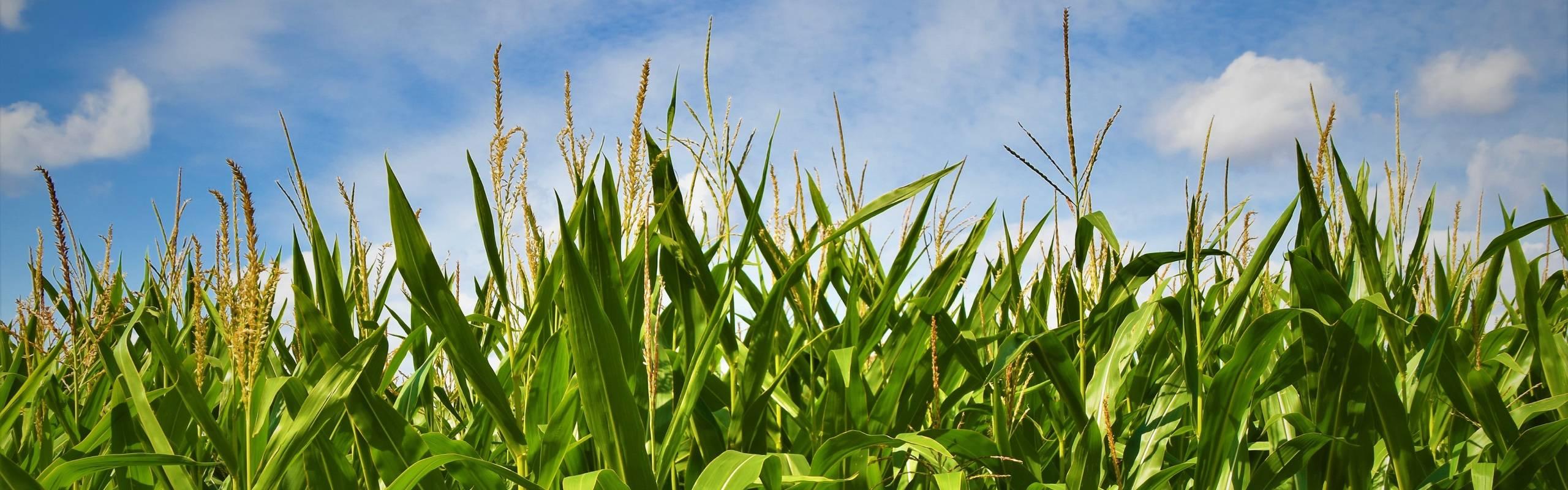 field with corn green ammonia