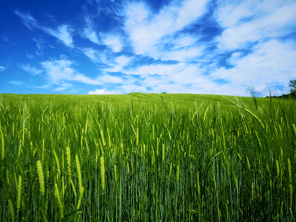 Sustainable fertilizers