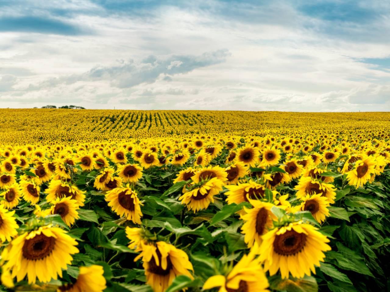 Argus Fertilizers Russia 2020