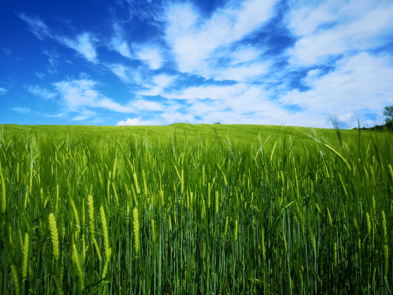 Sustainable fertilizers